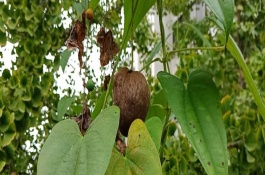 山药豆的特性，按照15厘米的距离播种
