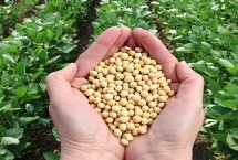 中黄217大豆栽培技术要点，中抗SC7株系