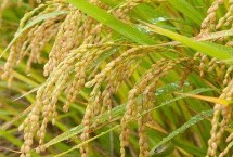 宏科728水稻栽培技术要点，每亩有效穗数24.7万