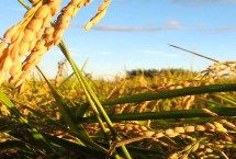 勇稻香水稻栽培技术要点，粳型常规水稻品种