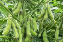 于氏5号大豆栽培技术要点，适时播种期3月下旬至5月上旬