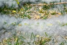 柳絮多长时间结束，很容易导致呼吸道疾病