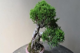 柏树移栽后怎么容易成活，需根据当前季节调整浇水频率