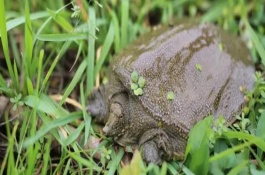 甲鱼冬天在泥里的藏匿深度，夜间活动较为频繁