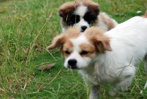 狗狗口炎病症，需加强狗狗的口腔护理并及时使用药物治疗