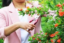 石榴树为什么开花不结果，人工授粉可增加坐果率