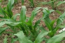 玺旺128玉米栽培技术要点，适宜密度为4500株/亩左右