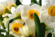 水仙花怎么催花，用暖风吹拂植株可促使它开花