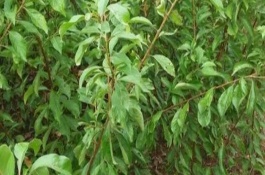 黄香槟李子的种植前景，全国范围内一株售价2.5-15元左右