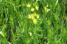 形态特征，是多年生草本植物