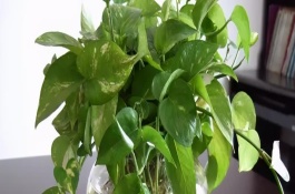 绿萝不能放在家里的哪些地方，客厅、卧室、厨房都是合适的位置