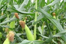 禾平601玉米栽培技术要点，4月20日后播种