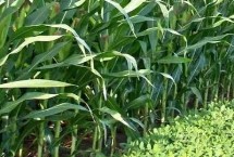 丹玉485玉米栽培技术要点，高抗丝黑穗病