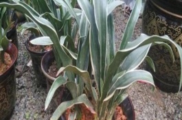 万年青春天可以晒太阳吗，选用富含腐殖质营养成分的沙壤土作为基质