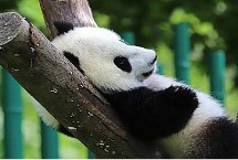 大熊猫的生活习性，平均重量仅为120克左右