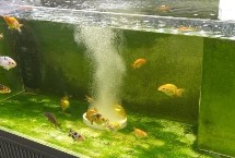 鱼入缸几天放硝化细菌，先养水再放鱼