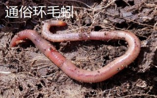 蚯蚓的养殖方法，是最常见的环节动物之一