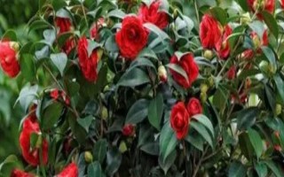 家里不能养茶花的原因,属于迷信的说法