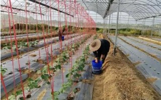 怎样种植丝瓜，生长适温度为20-24℃