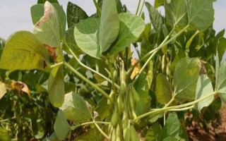 辽鲜豆2号大豆种子特征特性,口感品种属于A级