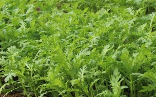 怎么摘茼蒿，有12-13片真叶时进行采收