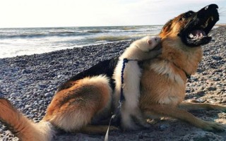狗狗尿黄是不是上火,上火、缺水、尿路感染等原因均会导致