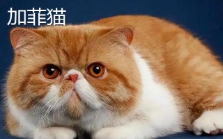 梁老财是什么猫，是一只加菲猫