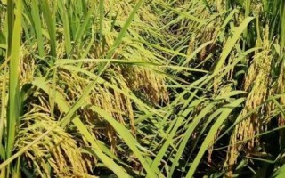 荃优569水稻种子简介,尤其注意防治稻瘟病