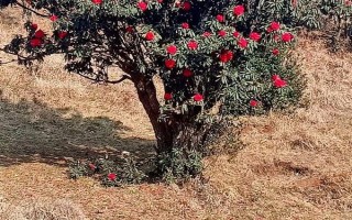 马缨花有什么特点，花朵多数生长在树枝顶部
