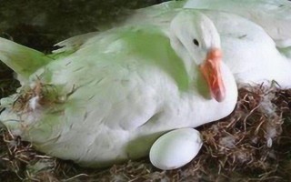母鹅下蛋有什么前兆,可从进食、体态、行为上的变化来辨别