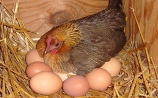 鸡要受精才能下蛋吗，无需受精就可以下蛋