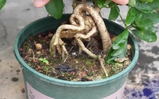 鸭掌木黑杆还能不能活,及时修剪掉腐烂的部位还能活