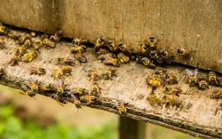 失王的中蜂群怎样处理，可介入新王并急造王台