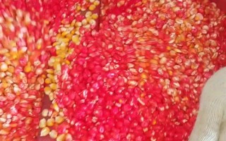 干玉米生虫用什么药，可选择磷化铝熏蒸杀虫