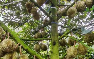 榴莲的繁殖方法，主要有扦插、芽接、劈接等6种方式