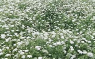 蛇床子种植方法，对土壤要求不严