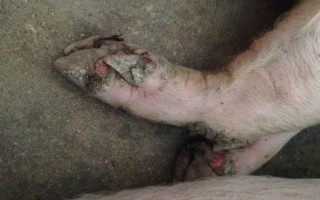 猪脱蹄的原因,可能是地面呈现碱性或过于潮湿所致