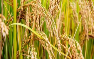 长粳6号水稻种子特征特性,适宜播期5月1-5日