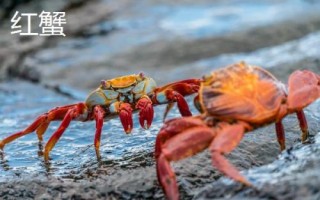 螃蟹有几条腿，大多是横着走路
