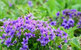 地丁种子的价格，约30-40元一斤