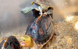 草龟可以和什么龟一起养，可以和黄喉龟、刀背麝香龟一起养