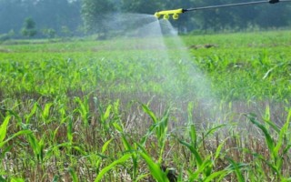 怎么防治玉米的虫害，轮作倒茬、清洁田园可减少初侵染源