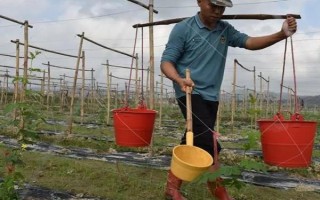 种植苦瓜的时间和方法，北方地区3-4月份可在棚内育苗、长江流域在3月份播种