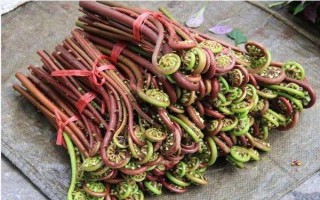 蕨菜的田间管理办法，在生产上多采用无性繁殖方式