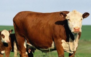 肉牛的食欲差怎么办，第一反应就应该是驱虫