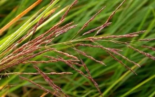 水稻杂草的种类,常见以下7种