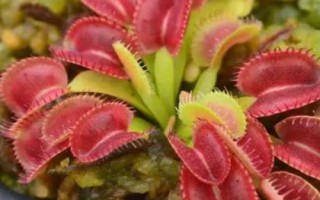 捕蝇草是什么植物，是一种食虫植物