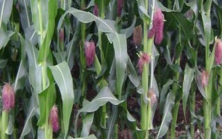 渝单998玉米种子介绍,春播平均生育期119.5天