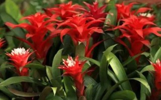 鸿运当头叶子有黄斑的原因及处理方法，可能是温度不适或浇水不当等