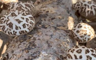 香菇的接种方法,可选择密接种法、深接种法等